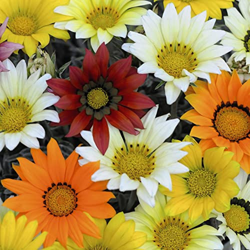 Gazania hybrida 'Talent Mixed' Treasure Flower Half-Hardy Annual White Yellow Orange Blooms Easy to Grow Your Own Outdoor Garden Flower Plants (Approx. 20 Seeds) by Thompson and Morgan