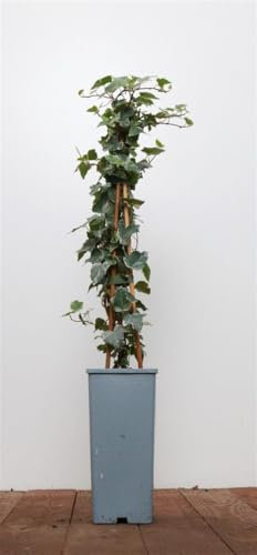 Hedera helix 'Eva' 40–60 cm – Immergrün, Winterhart, Pflegeleicht – Efeu – Kletterpflanze für Wand & Zaun