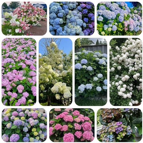 semillas resistentes de hortensias - hortensia de jardín, balcón exóticas, 35pcs