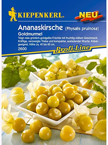 Physalis Ananaskirsche Goldmurmel