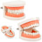 Zahnmodell 2Pcs Kinder Gebiss Modell Zahnpflege Modell Demonstration Tool Zähne Modell Standard