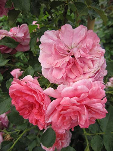 Kletterrose Rosarium Uetersen® - Rosa Rosarium Uetersen® - tiefrosa-silbrigrosa - Duft+ - Kordes-Rose