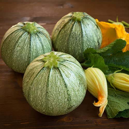 Seedeo Zucchini Tondo chiaro di Nizza (Cucurbita pepo) 15 Samen BIO