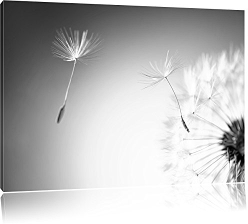 Pixxprint Löwenzahn Pusteblume, Größe: 80x60cm, Leinwandbild, fertig gespannt, Wandbild, Dekoration, Kunstdruck, kein Poster
