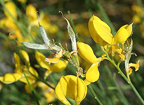 Radny 100 Stück gemischte Island-Mohn