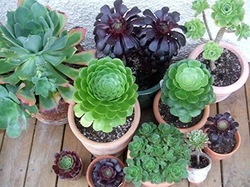 Aeonium Mix Semi Esotico Carino Rare succulente, 10 pezzi