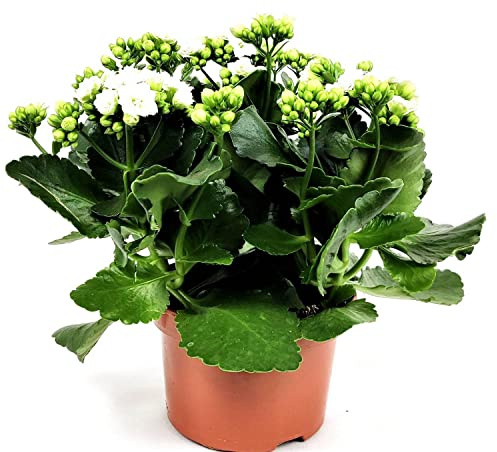 Kalanchoe Calandiva Natural Planta Apta para Principiantes