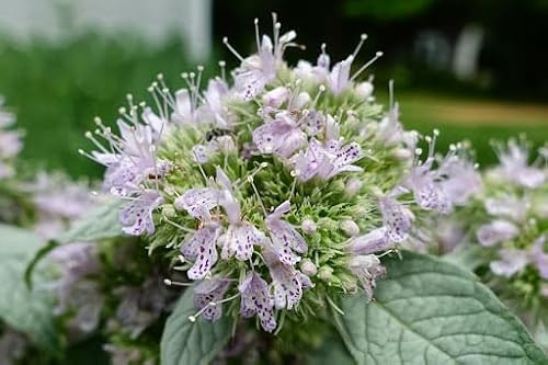 Menthe grise des montagnes - Pycnanthemum incanum 10+ graines - Graines - Menthe Cherokee F 186