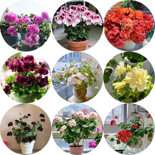 Geranios colgantes - Pelargonium - semillas de silvestres de sombra Semillas cobertura del suelo, perennes, resistentes al invierno. balcón cortadas Decoraciones 350semillas