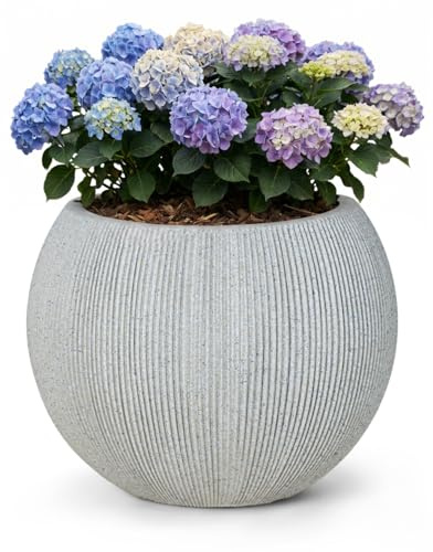 Mazovia Vaso fiori, per terrazza, balcone e casa, fioriera da esterno, 37x37x31 cm ROTONDO M resina di alta qualità, resistente ai raggi UV e al gelo, impermeabile, Grigio, effetto cemento, 1 pz.