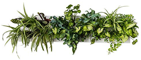 Ortisgreen HOH! Trio SMART Horizontal, 3 DIY weiß ABS Plastic Vegetable Squares für 18 Pflanzen, enthält Edelstahl-Halterung für DREI HOH! das natürliche Substrat (Sphagnum Moss) und Anweisungen.