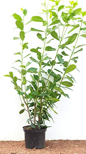 Kirschlorbeer Prunus laurocerasus Novita 100-120 cm Topf, winterhart | 5er-Set, blickdichter Sichtschutz, schnittvertraeglich, robust, für sonnige und halbschattige Standorte, schnellwachsend