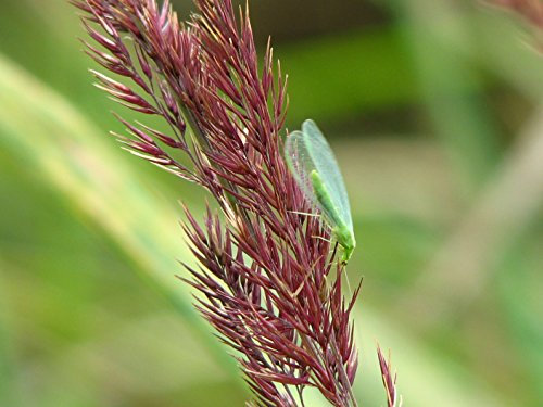 TwinterS - 500 Florfliegen-Larven zur Bekämpfung von Blattläusen, Thrips, Spinnmilben, Raupen, Woll-/ Schmierläuse
