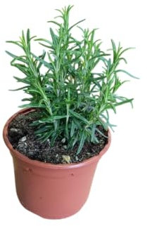 Romero Aromático Natural Planta de Fácil Cuidado para el Jardín y la Terraza