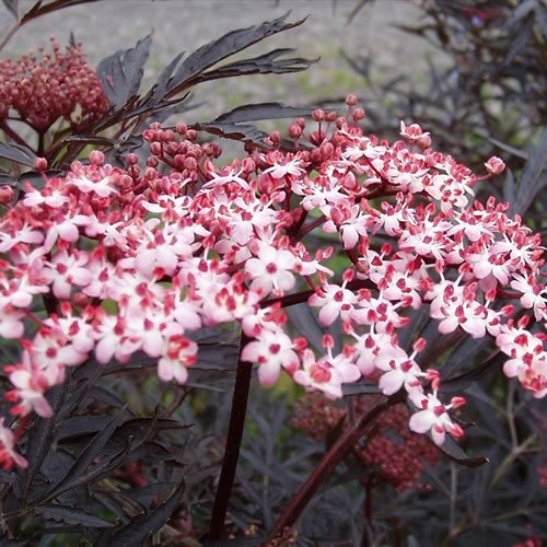 GardenersDream 1 x Sambucus Black Lace Plant in Pot - Flowering Hardy Shrub, Healthy Potted Outdoor Plants - Common Elder Deciduous Plant for Garden Borders and Landscaping (9cm Pot, 15–25cm)