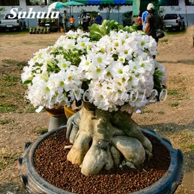 . 100% Real Desert Rose Bonsai Ornamental Plants Outdoor Balcony Potted Flowers DrawF Blooming Adenium Obesum-1 Particles/Bag: 3: Only Seeds