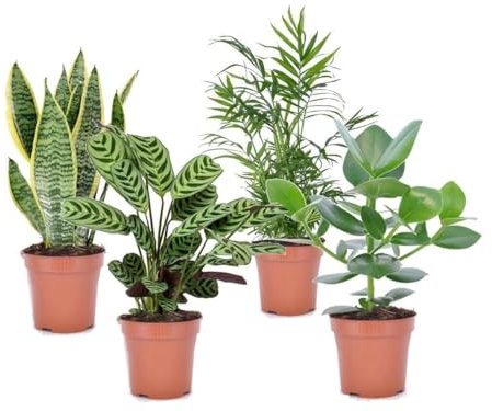 Plant in a Box - Plantes d'intérieur 'Entretien facile' - Set de 4 - Pokon - Très facile d'entretien - Pot 12cm - Hauteur 25-40cm - Sansevieria, Chamaedorea, Ctenanthe, Clusia