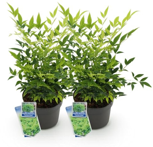 GreenboutiQ - Plante de jardin - Nandina Lemon & Lime - Jaune - 2 Plantes - Persistant - Peu d'entretien - Pot 17cm Hauteur 45cm