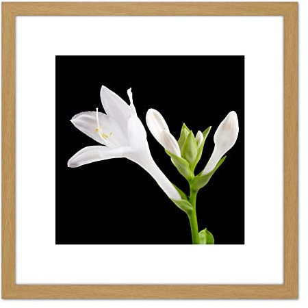 Artery8 DeSousa Hosta Plantaginea Plantain Lily Flower Photo 8X8 Inch Square Wooden Framed Wall Art Print Picture with Mount