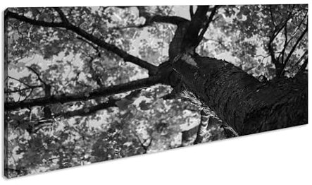 junger Laubbaum an einem sonnigem Tag Panorama 60x30 cm Effekt:Schwarz/Weiß als Leinwandbild, Motiv fertig gerahmt auf Echtholzrahmen, Hochwertiger Digitaldruck mit Rahmen