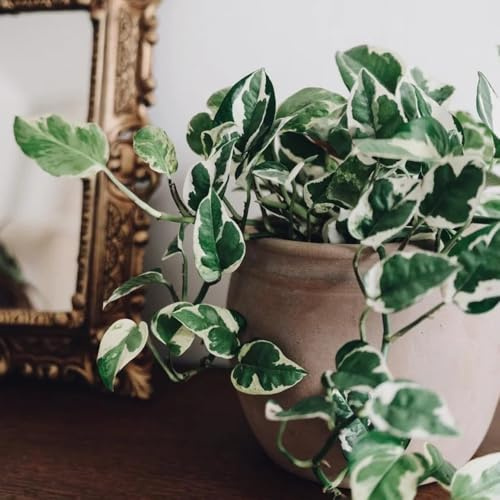 semi di edera da appartamento, rampicanti da balcone in rapida crescita verdi esotiche ufficio semi di d'appartamento che purificano l'aria serre 55pcs