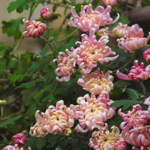 Semi di crisantemo, regali da giardino per le donne perenni semi di d'appartamento Le da giardino roccioso sono resistenti 400pcs