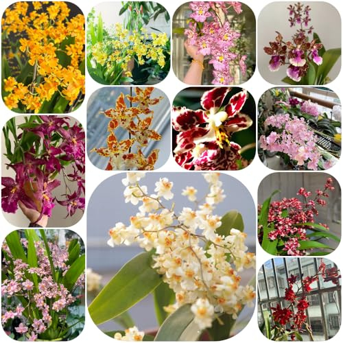 Semi di orchidea Oncidium - resistenti organico arredamento del soggiorno da ufficio per gli amanti del giardino da balcone semi di come bomboniera 600pcs