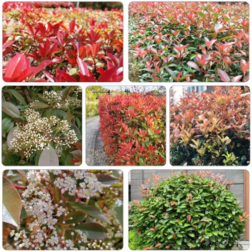 Photinia red robin - semi di semi resistenti decorazione giardino balcone 700pcs