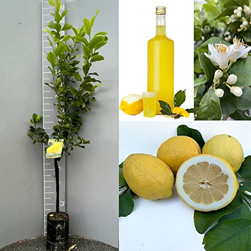 SAVINI VIVAI Plante de Citronnier Agrumes Citron Zagara Blanche en Phytocelle Hauteur 100-120 cm à partir de 1 an de Greffe Made in Italy