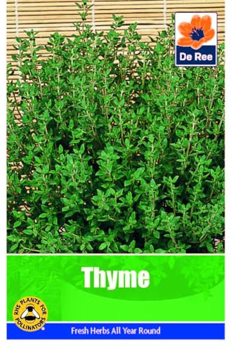 Thyme Seeds - 260 Seeds Vegetable Grow Your Own Garden Salad Herb Vegetable Seed