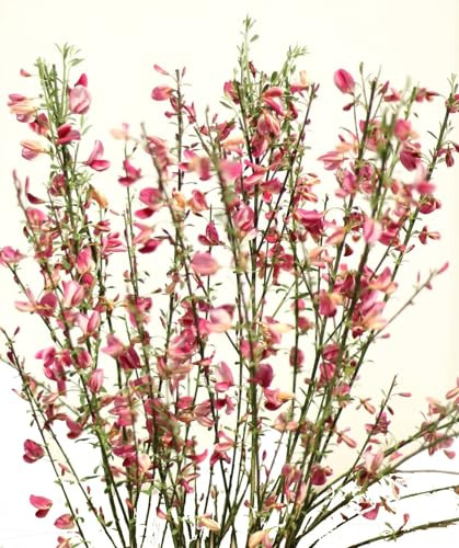 Elfenbeinginster ` Cytisus praecox Hollandia ` Ginster Hollandia 60-80 cm