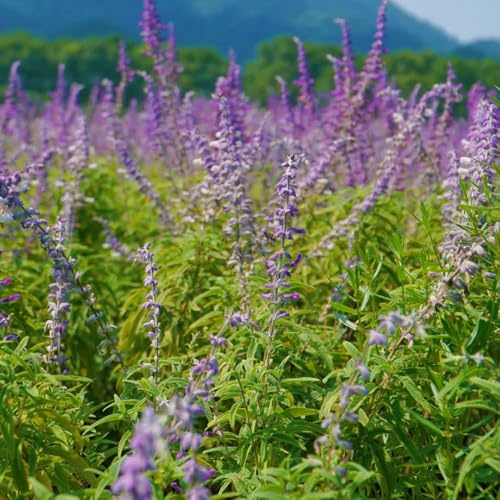 semillas de salvia decoración resistentes interior exóticas jardín 500pcs