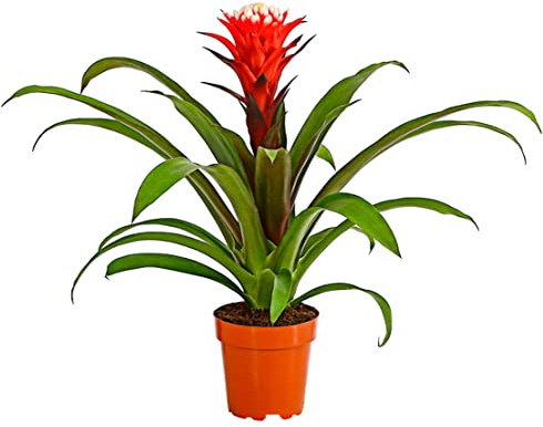 Dehner Guzmanie Deseo, rot-weiße Rosette, ca. 40-50 cm, Ø Topf 12 cm | Guzmania cultivars, exotische Zimmerpflanze, für helle warme Standorte, keine direkte Sonne