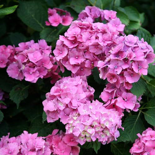 Plant Theory Altona Hydrangea Macrophylla Shrub Plant 2L Pot