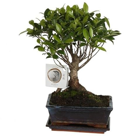 Bonsái Ficus Retusa Natural Comunmente Conocido como Ficus Ginseng