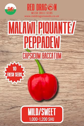 Malawi Piquante Seeds - 10 Fresh South African Sweet Chili Seeds
