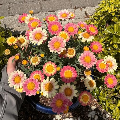 semillas de margaritas - balcón margarita silvestres perennes resistentes 500pcs