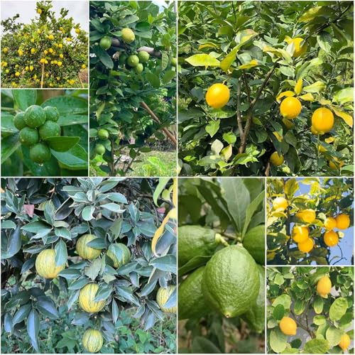 Limonero resistente - semi di limonero reale semi biologici balcone con letti innalzati nani per 200pcs