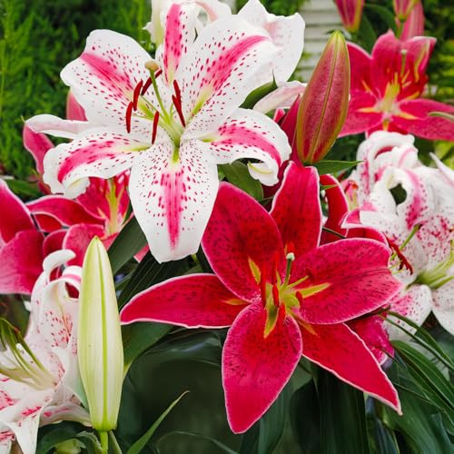 Bulbes de LILIUM (LYS) | Bulbes des meilleurs producteurs néerlandais | Sélection exclusive et contrôle qualité | Floraison garantie. (5 Lys Orientaux Rouge et Blanc)