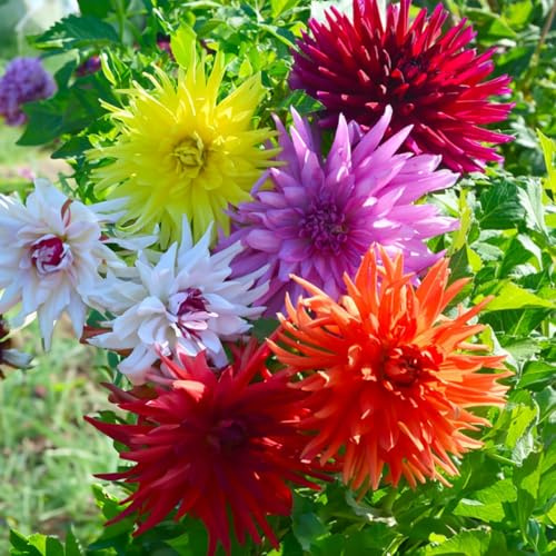 DAHLIA-lökar (knölrötter) | Lökar från de bästa holländska producenterna | Exklusivt urval och kvalitetskontroll | Garanterad blomning från första året. (5 Kaktusdahlia Blandning 100 cm)