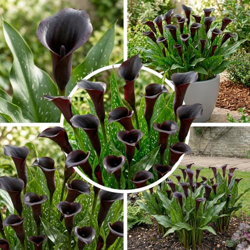 FLORIUM Svart passion (svart) Zantedeschia Calla liljor lökar, 5 riktiga och stora knölar som bär mer än 5 blommor, perfekt trädgårdsväxt, blomsterlökar från Holland