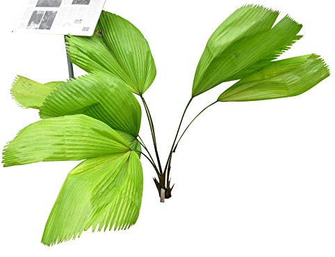 Riesen Strahlenpalme (Licuala grandis) 10 Samen