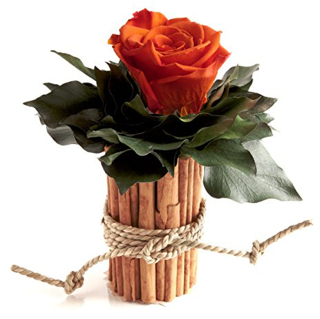 ROSEMARIE SCHULZ Heidelberg Blumengesteck mit Zimtbecher und 1 Rose konserviert haltbar 3 Jahre Rosengesteck/Blumengesteck/Bauernhaus/Blumen Dekoration (Orange)