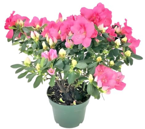 Azalea Viva en Maceta Planta Natural con Flores de Colores Intensos
