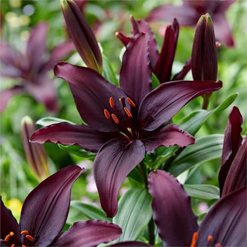 Lilium Candidum bulbi,Profumato,Perenni,Perfetto per le vacanze,Da piantare in giardino,Giglio bulbi,lilium bulbi giganti(Steli grandi,senza semi,non artificiali)-8bulbi-B