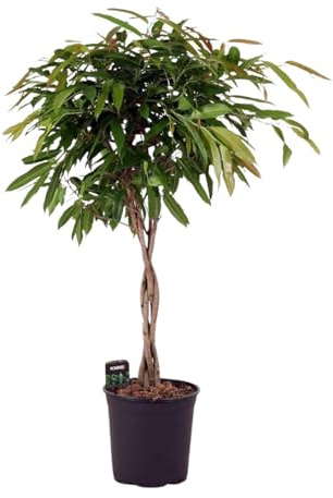 Fresh Plants Zimmerpflanzen -Ficus binnendijkii ‘Amstel King’ - geflochtener Stamm XXL - Topf Ø 27 cm - Höhe ca. 110 cm