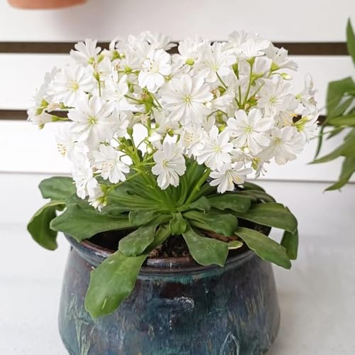 Semi di cotiledone Lewisia-in vaso resistenti,a crescita rapida Giardino di,soggiorno decorativo Le da giardino sono perenni resistenti,250pcs