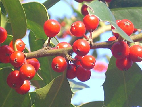 20 COTTAGE regina inglese HOLLYSEEDS - Ilex aquifolium