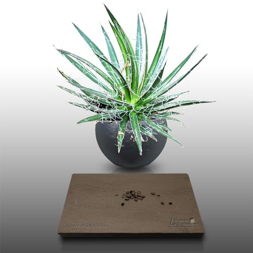 25 graines à semer - Le Grenier d'Abondance - AGAVE - Agave Multifilifera