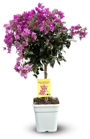 Attitude Jardin - Bougainvillier tige - plante fleurie - 120-130 cm - ⌀ 30 cm - plante d'extérieur